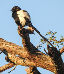 Lanius melanoleucus melanoleucus