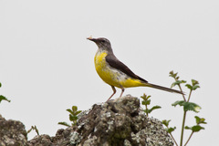 Motacilla cinerea patriciae