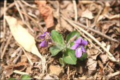 Viola phalacrocarpa