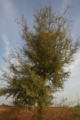 Prosopis cineraria