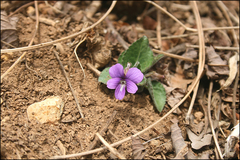 Viola phalacrocarpa