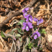 Viola phalacrocarpa - Photo (c) Lee, seong-won, μερικά δικαιώματα διατηρούνται (CC BY-NC), uploaded by Lee, seong-won