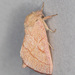 Gold-striped Prominent - Photo (c) Greg Lasley, some rights reserved (CC BY-NC), uploaded by Greg Lasley
