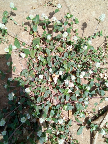 Gomphrena celosioides image