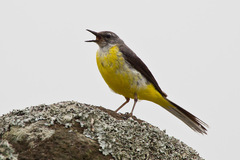 Motacilla cinerea patriciae