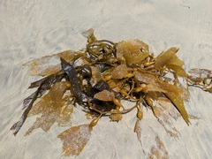 Macrocystis pyrifera