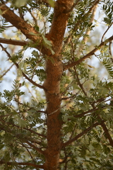 Prosopis cineraria