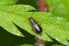 Attalus amictus