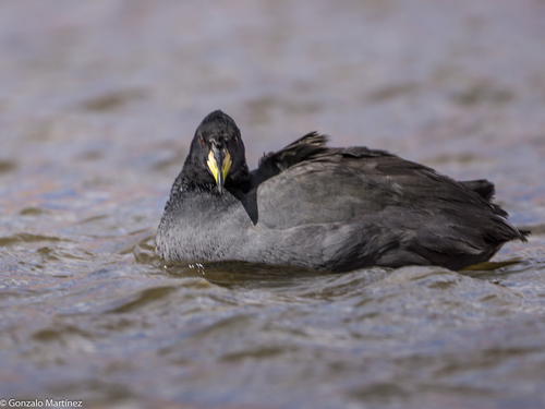 Horned Coot (Fulica cornuta), photo 5