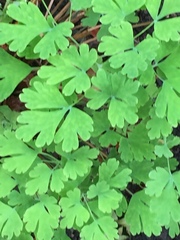 Aquilegia chrysantha