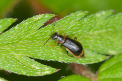 Attalus amictus
