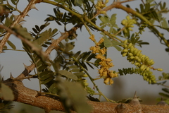 Prosopis cineraria