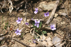 Viola japonica
