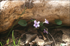 Viola japonica