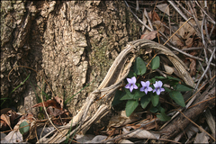 Viola japonica