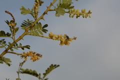 Prosopis cineraria