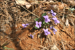 Viola japonica