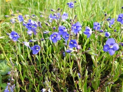 Veronica fruticans