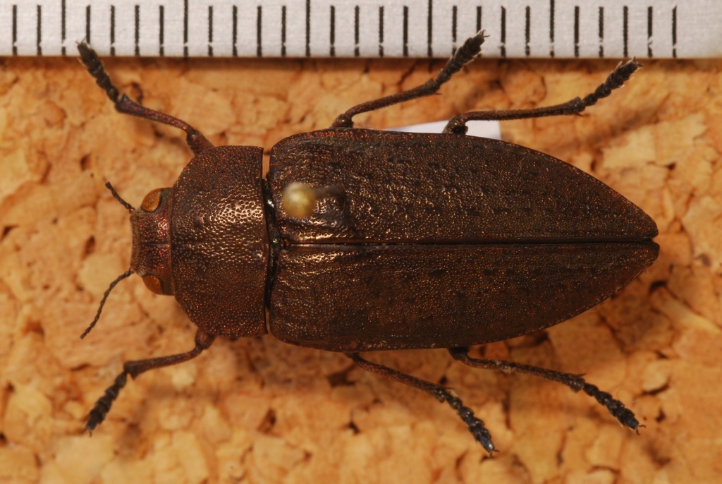 Perotis lugubris