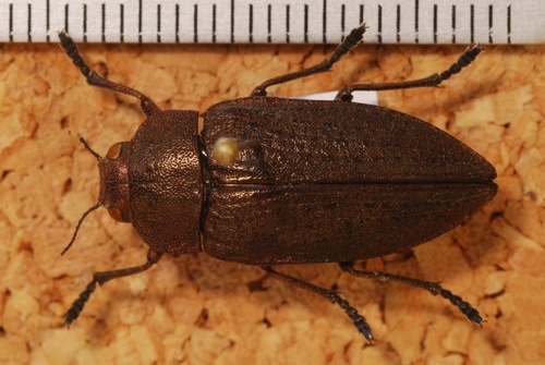 Perotis lugubris