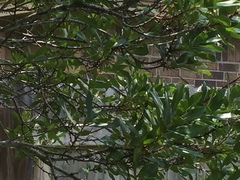Myricaceae