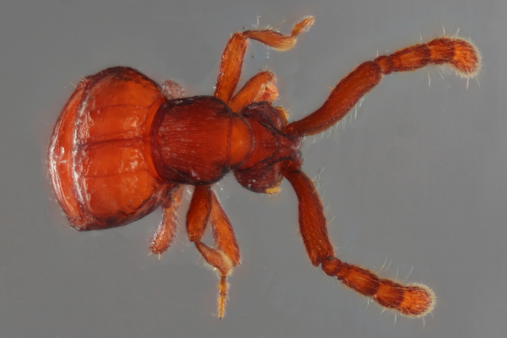 Goniacerus