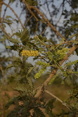 Prosopis cineraria