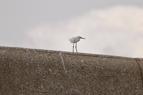 Snowy Egret photographed in Kentucky