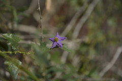 Solanum trilobatum