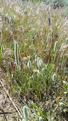 Plantago patagonica