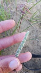 Plantago patagonica