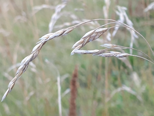 Festuca carpatica, 2024-09-05