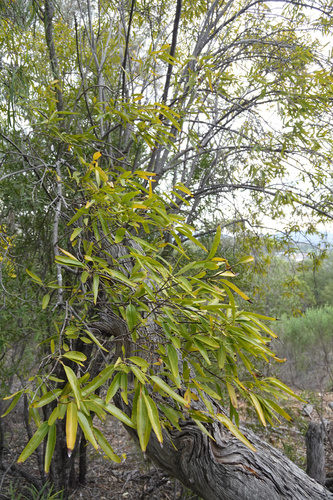 Ehretia saligna (Ehretia saligna)