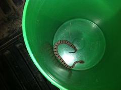 Sistrurus miliarius streckeri