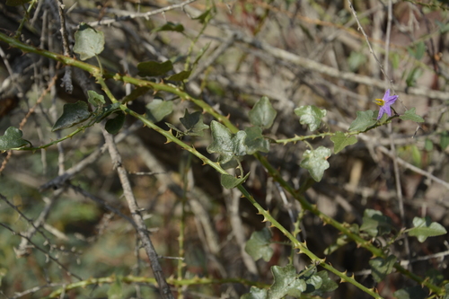 Image of Solanum trilobatum by (c) Siddarth Machado, some rights reserved (CC BY)