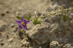 Solanum trilobatum