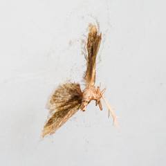 Akanthomyces tuberculatus