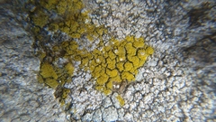 Candelariella coralliza