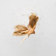 Akanthomyces tuberculatus