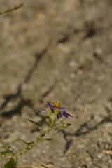 Solanum trilobatum