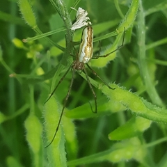 Tetragnatha montana