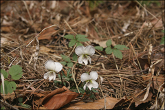 Viola chaerophylloides