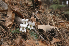 Viola chaerophylloides