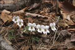 Viola chaerophylloides