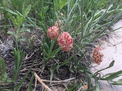 Astragalus ceramicus