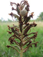 Anacamptis pyramidalis