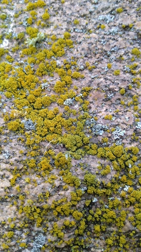 Shrubby Sunburst Lichen