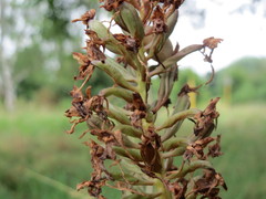 Anacamptis pyramidalis