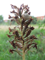 Anacamptis pyramidalis