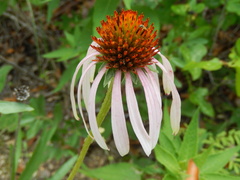 Echinacea atrorubens